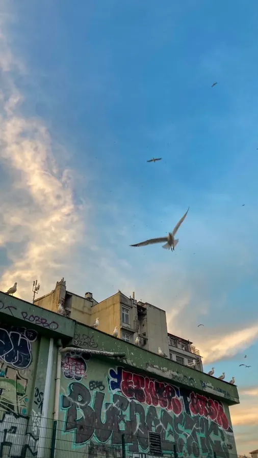 Seagull