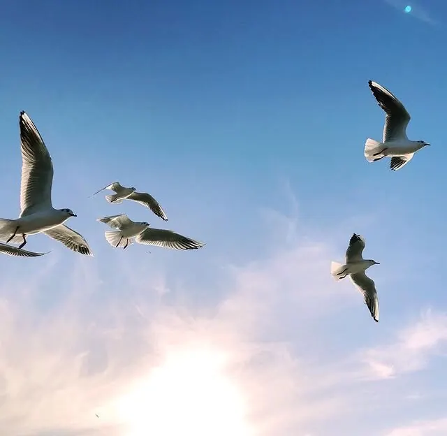 Seagulls